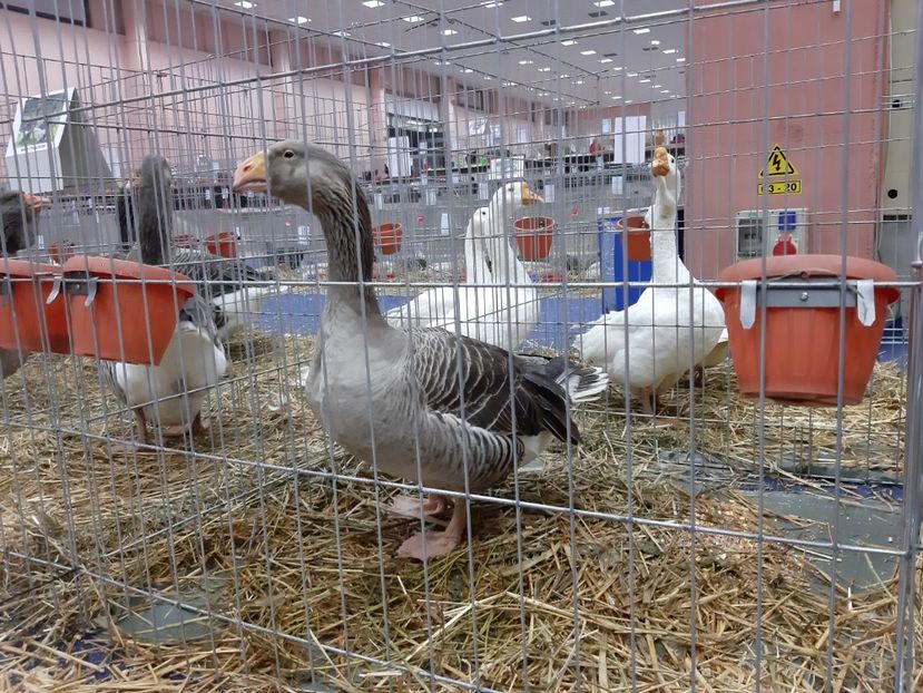  - Gaste Tula 2021 - Tula geese Tula kampfganse Tula oie