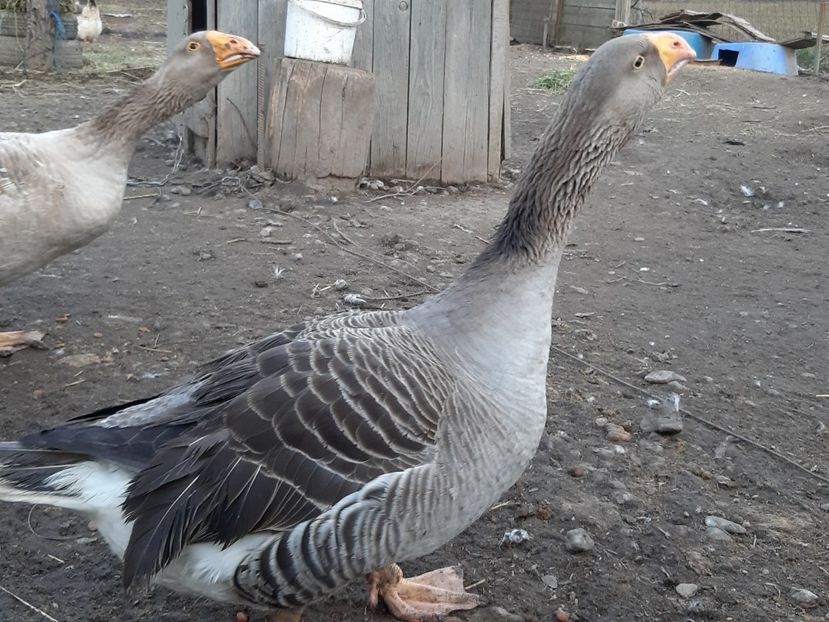  - Gaste Tula 2021 - Tula geese Tula kampfganse Tula oie