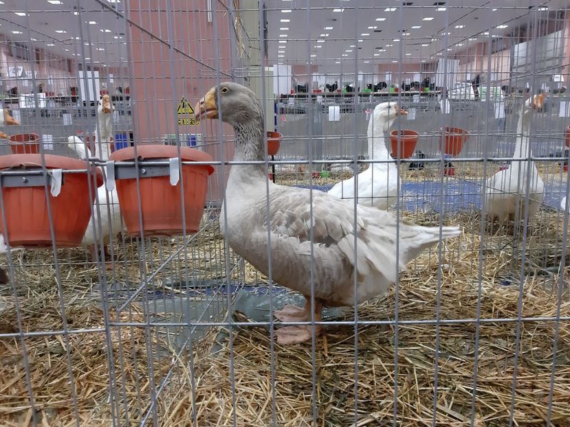  - Gaste Tula 2021 - Tula geese Tula kampfganse Tula oie