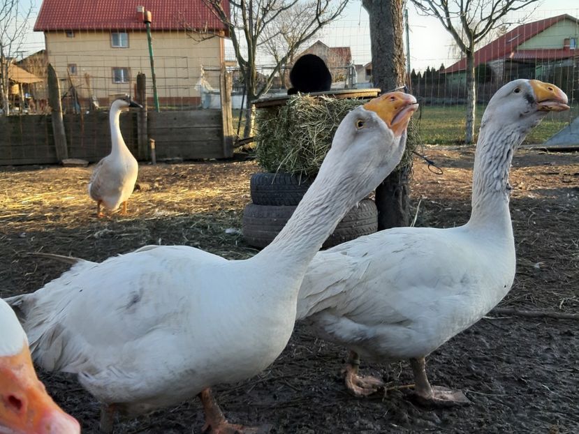  - Gaste Tula 2021 - Tula geese Tula kampfganse Tula oie