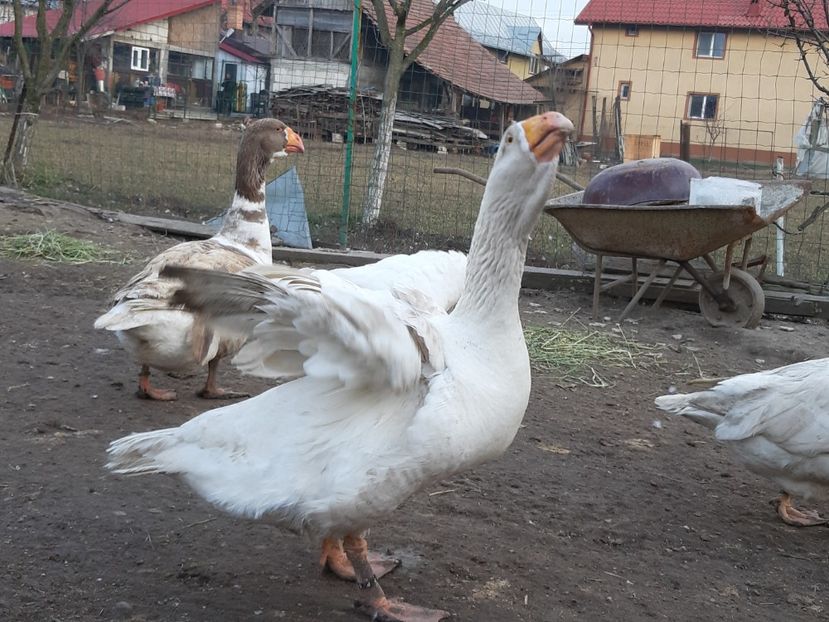  - Gaste Tula 2021 - Tula geese Tula kampfganse Tula oie