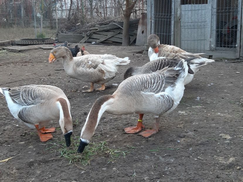  - Gaste Tula 2021 - Tula geese Tula kampfganse Tula oie