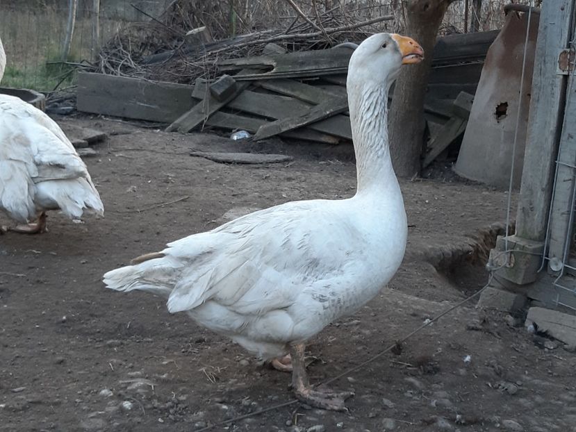  - Gaste Tula 2021 - Tula geese Tula kampfganse Tula oie