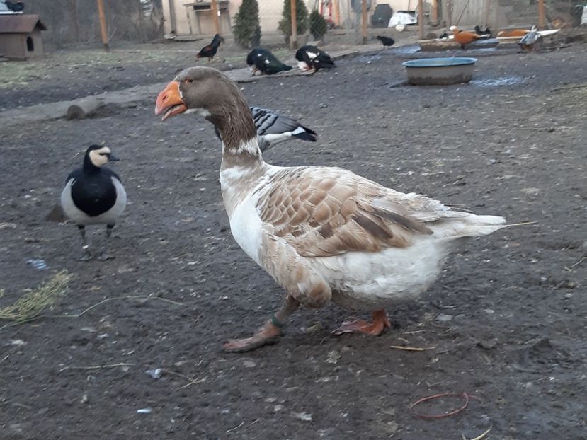  - Gaste Tula 2021 - Tula geese Tula kampfganse Tula oie