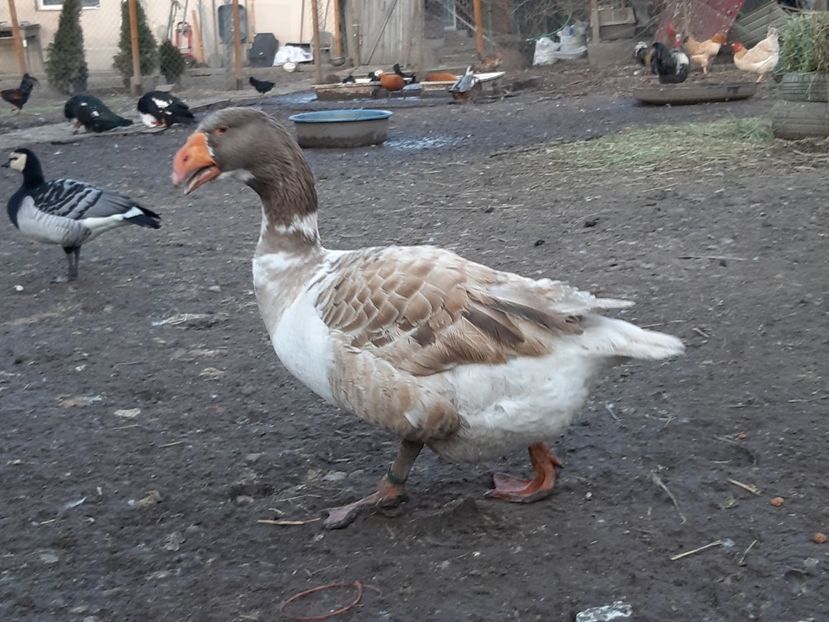  - Gaste Tula 2021 - Tula geese Tula kampfganse Tula oie