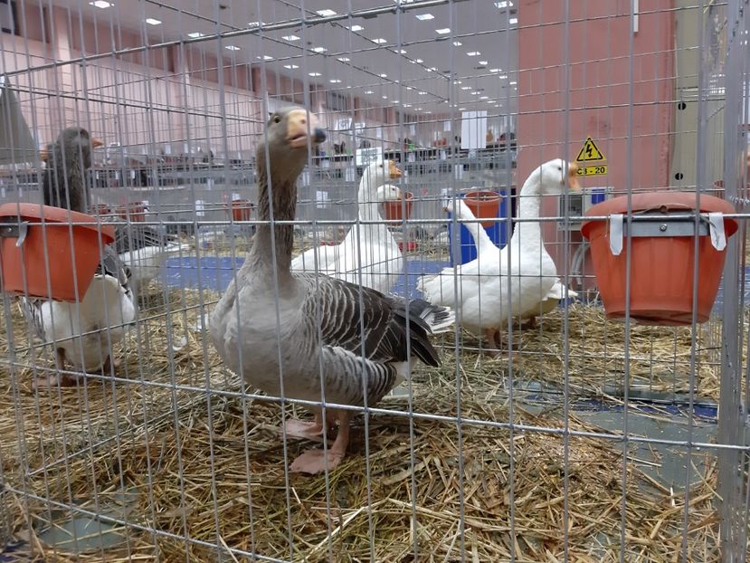  - Gaste Tula 2021 - Tula geese Tula kampfganse Tula oie