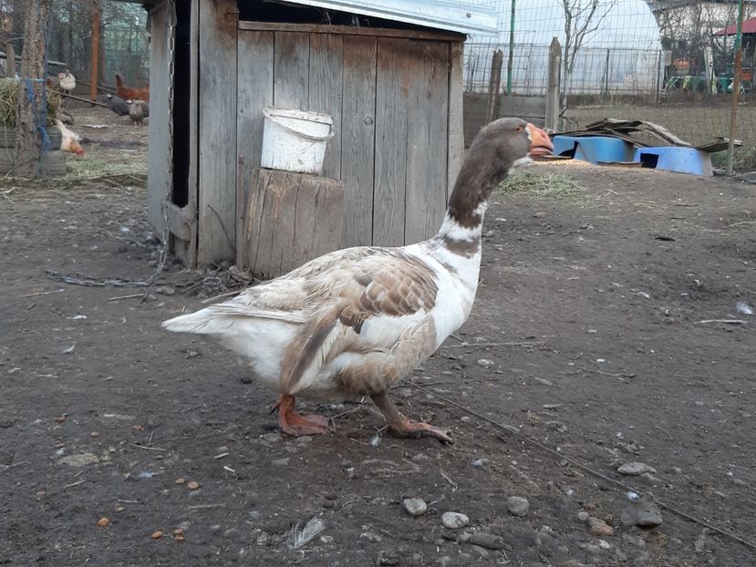  - Gaste Tula 2021 - Tula geese Tula kampfganse Tula oie