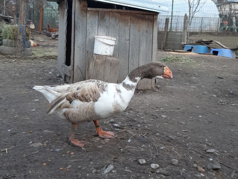  - Gaste Tula 2021 - Tula geese Tula kampfganse Tula oie