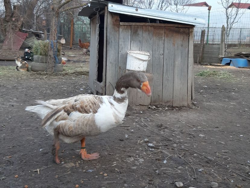  - Gaste Tula 2021 - Tula geese Tula kampfganse Tula oie