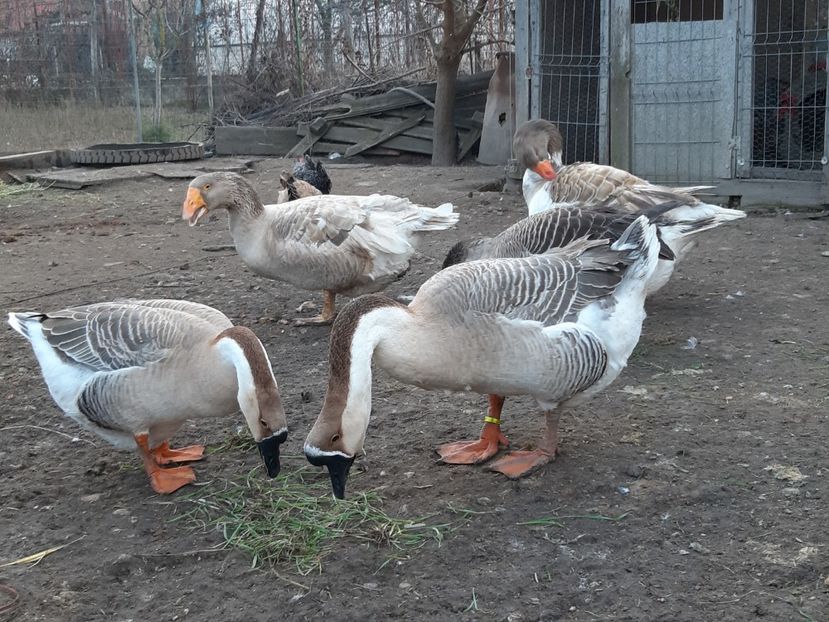  - Gaste Tula 2021 - Tula geese Tula kampfganse Tula oie