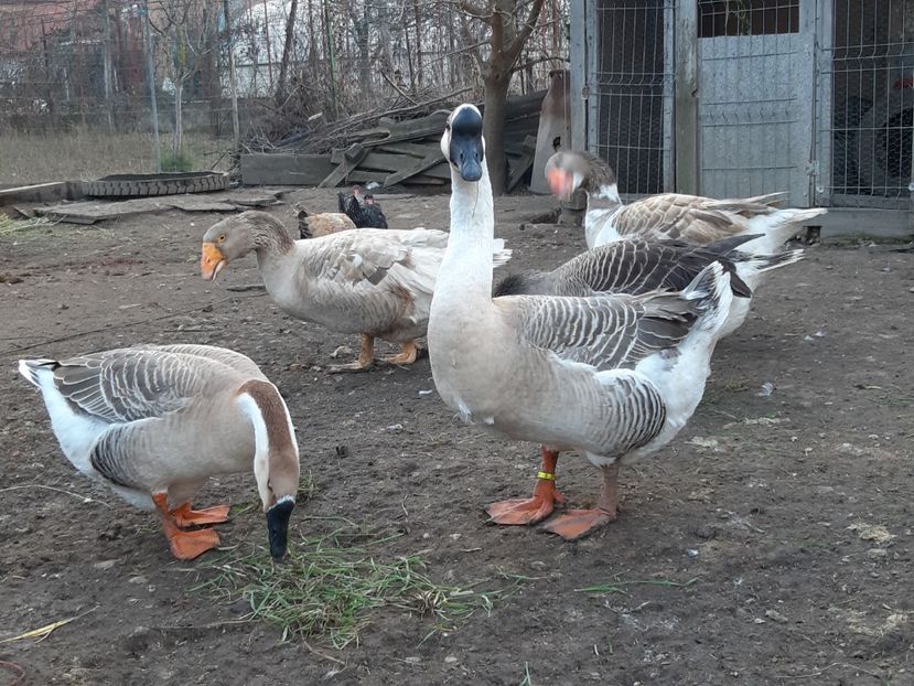 20200111_160840(0) - Gaste Tula 2021 - Tula geese Tula kampfganse Tula oie