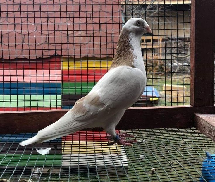 M - Jucători de Galați limonii