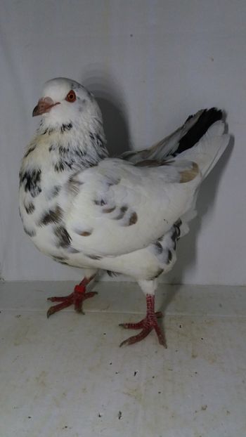 F 2019 vanduta - De vanzare kingi