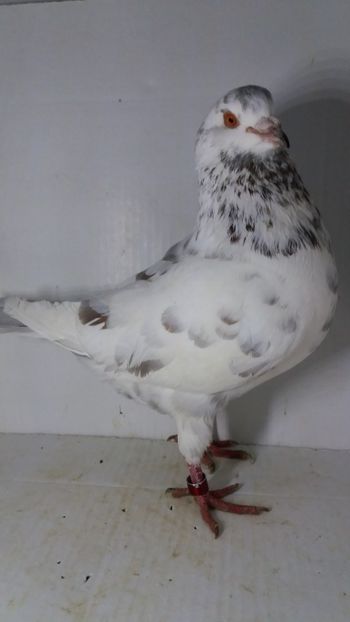 M 2018 vandut - De vanzare kingi