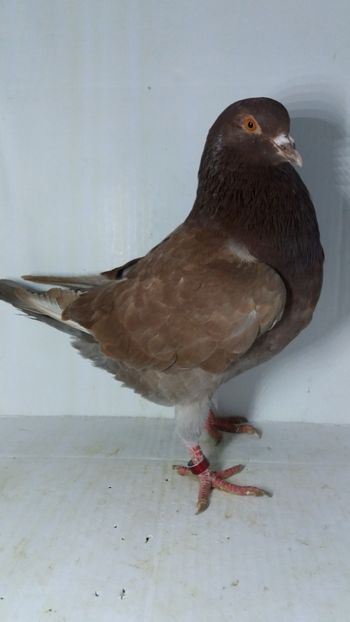 M 2019 vandut - De vanzare kingi