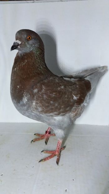 M 2019 vandut - De vanzare kingi