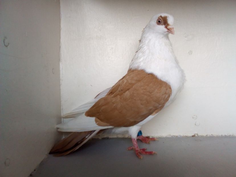  - PORUMBEI CARE MI AU APARTINUT