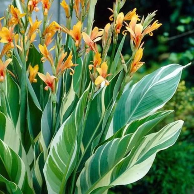 Canna stutgart - Ian 2020 cornelia