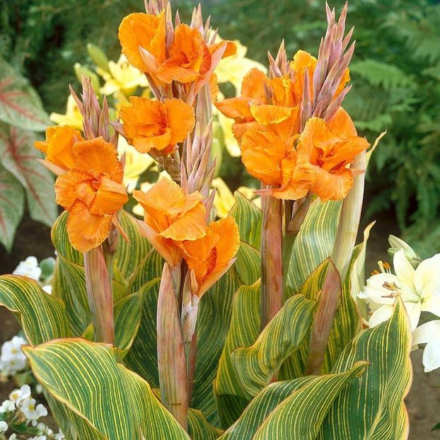 Canna pretoria - Ian 2020 cornelia