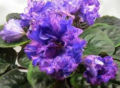  - VAT Inoplanetyanin