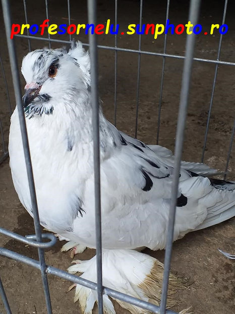 vândută lui A.Drăgoi - Porumbei VÂNDUȚI