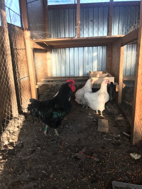 FD1C32E5-AAE7-4845-B559-B06BAB1BC7DB - Boxa 1