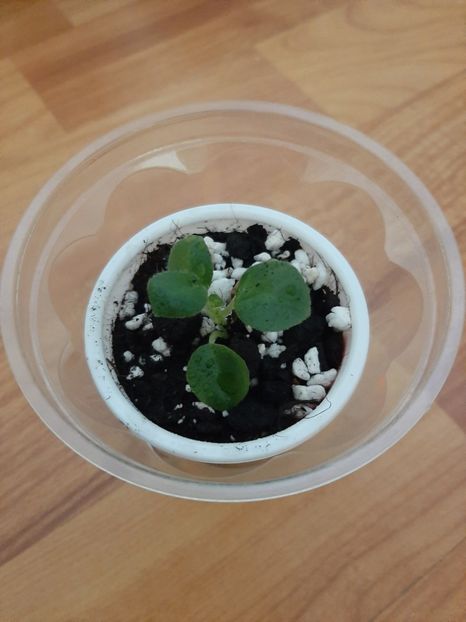 Chiriță Tamiana 4 - ChiritaTamiana