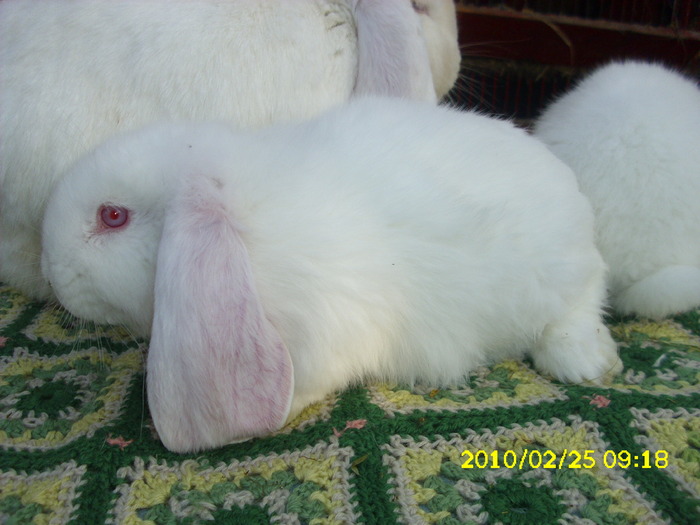 Picture 171