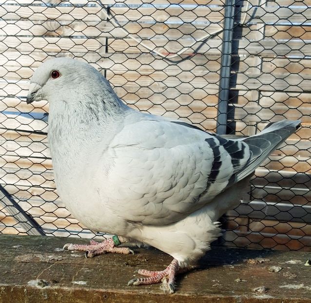 M 19   2646 - Matca 2020