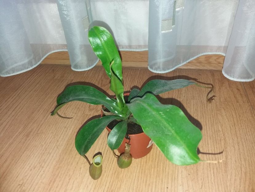 planta carnivora nepenthes - noi achizitii