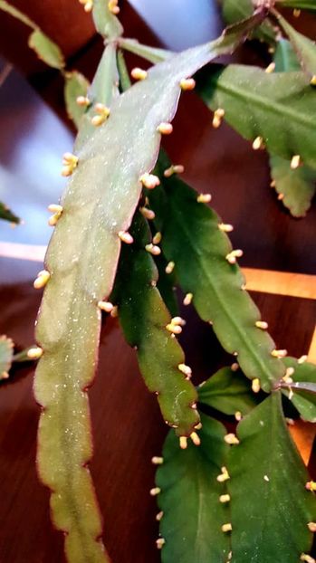  - Rhipsalis Crispata