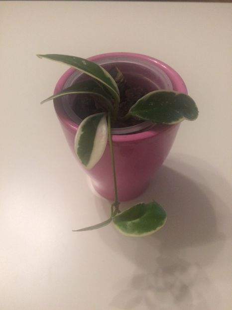 H.Krimson Queen - H-Hoya