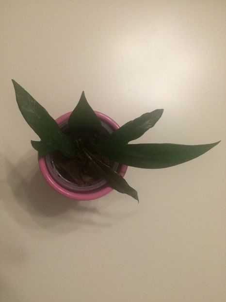 H.Carnosa ‘Publicalix’ - H-Hoya