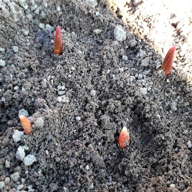  - AAAA_LALELE 2019_2020_2022_2023