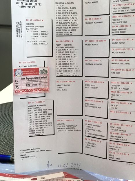 2020 F - porumbei voiajori la matca maraton fond 2021