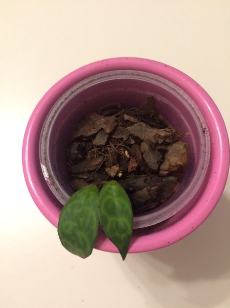 Aeschinanthus ‘Marmoratus’ - X-Hoya și Codonanthes crassifolia