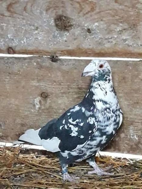  - NU AMI APARTIN 2020