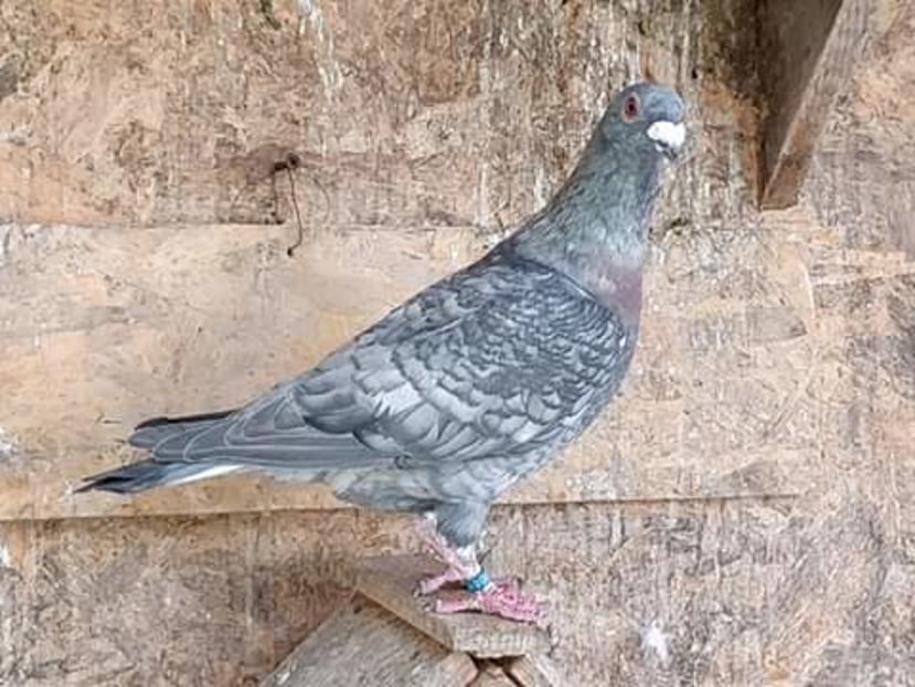  - NU AMI APARTIN 2020