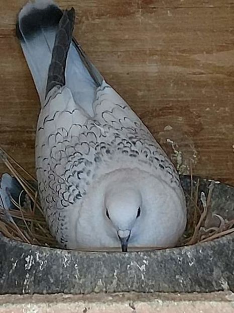  - NU AMI APARTIN 2020