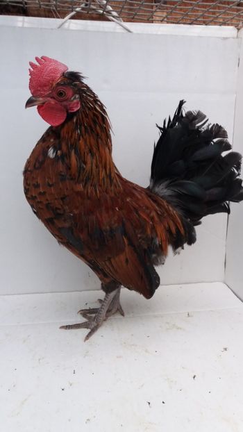 vandut - De vanzare gainuse mi de flori