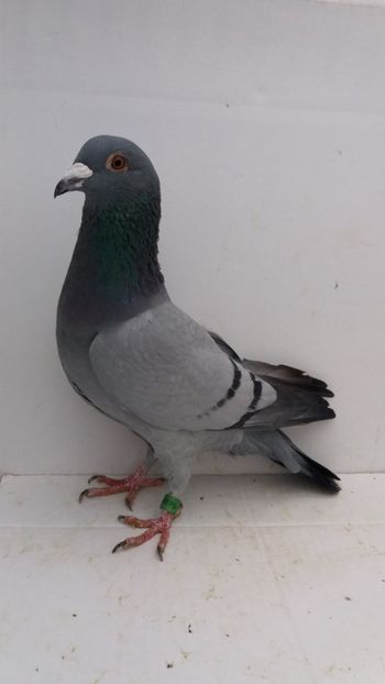 F 2018 Polonia vanduta - De! voiajori vanduti