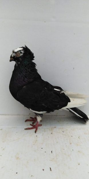 F 2018 - Por bimotati