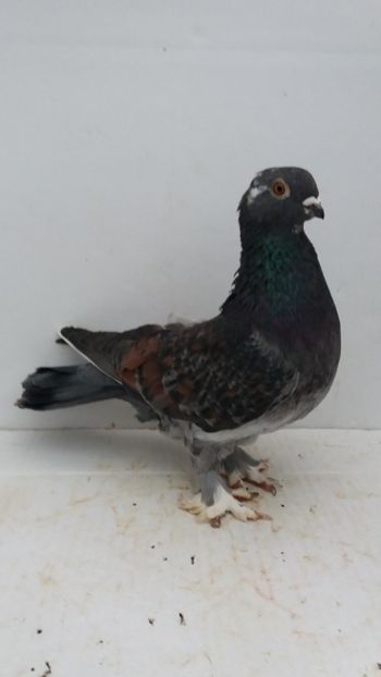 F 2019 - Por ornament