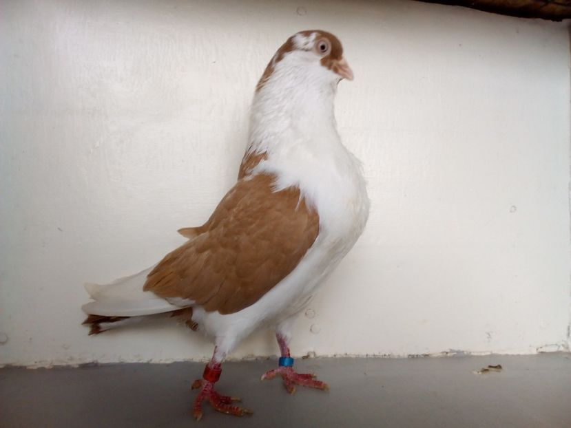  - PORUMBEI CARE MI AU APARTINUT