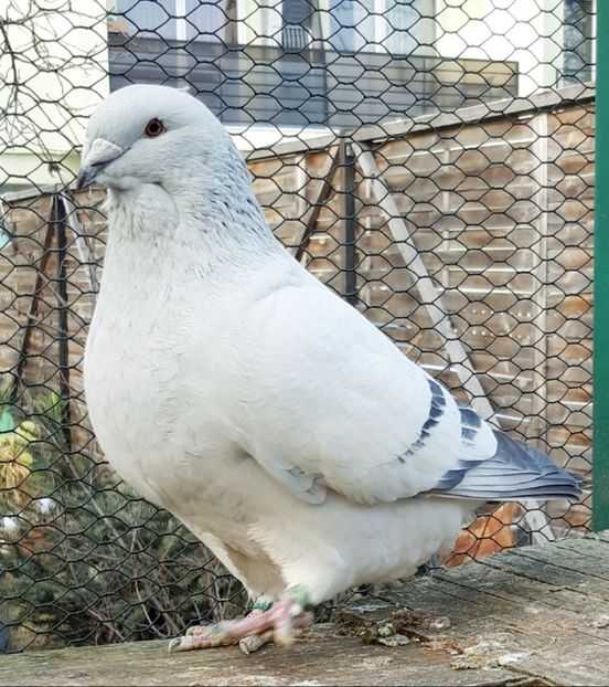 M 19    2635 - Matca 2020