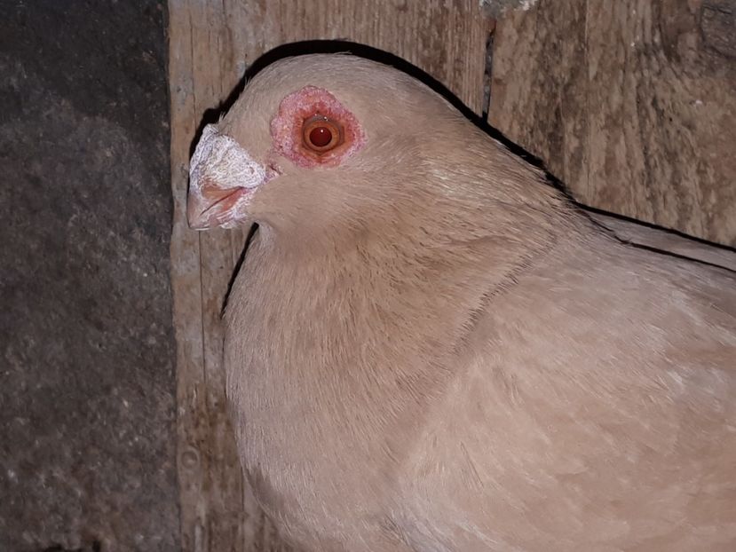 F - I3 _ tineret 2019