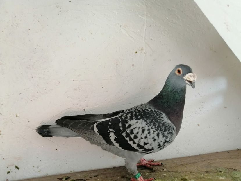 6 femela 2019 - De vanzare