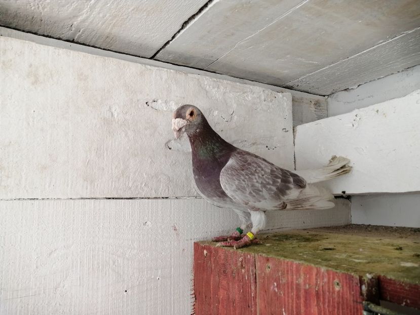 13 mascul 2017 - De vanzare