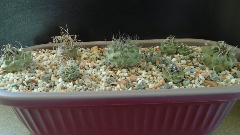 Grup de 7 Turbinicarpus - Cactusi 2020 - catalogare 3
