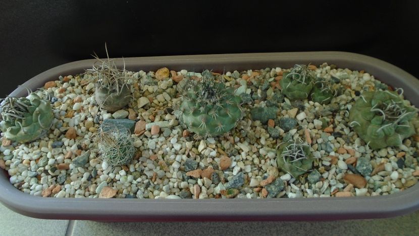 Grup de 7 Turbinicarpus - Cactusi 2020 - catalogare 3